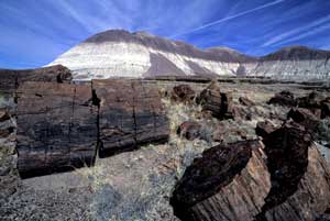 Petrified Forest (Near Tuscon, AZ)