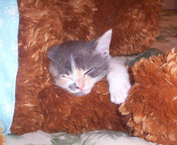 Princess the Cat - Katrina Rescue