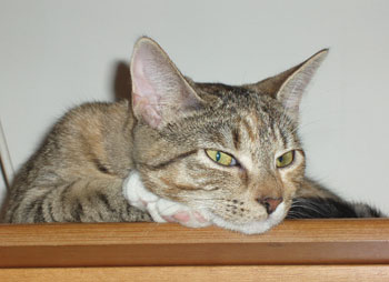 Rascal the Cat