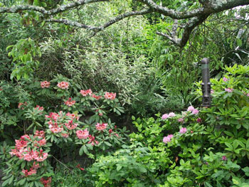 Rhododendron