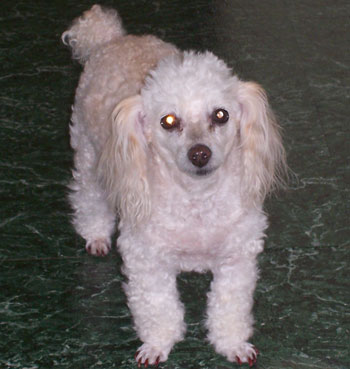 Sam - Poodle