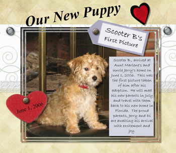 Scooter Bentley - Bichon Terrier Mix