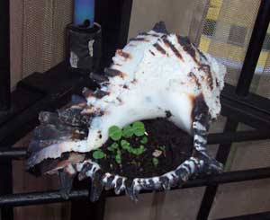 Shell Herb Garden