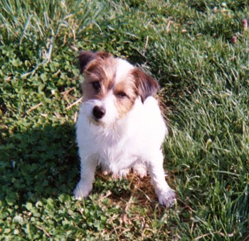 Skippy (Jack Russell Terrier)