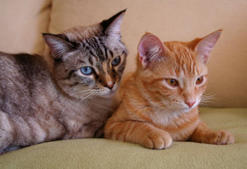 Sparky and Pepper (Siamese and Tabby)