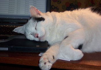 Toot on the Computer