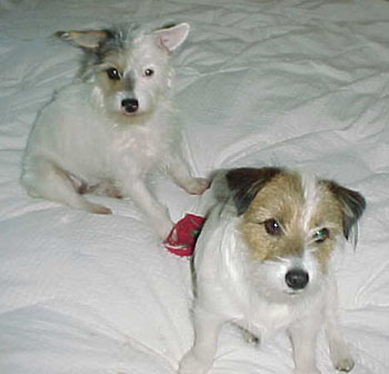 Tussie and Skippy (Jack Russell Terriers)