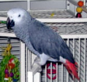 Tyson - African Grey Parrot