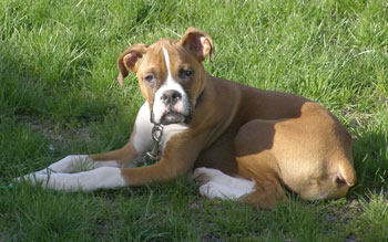 Uno - Boxer