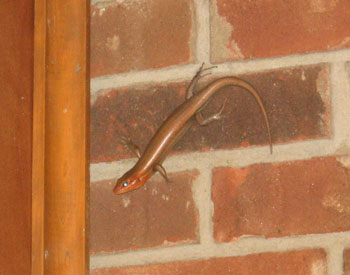 Skink Lizard on the Wall