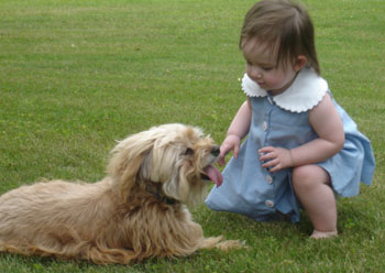 Whitley (Lhasa Mix) and Lacey