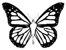 butterfly