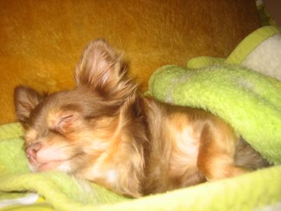 pomeranian long haired chihuahua mix. Much does a long hair