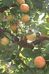 Growing: Apricots