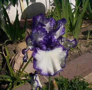 Growing: Bearded Iris