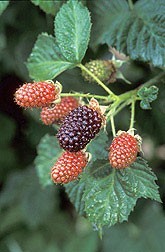 
Growing: Blackberries