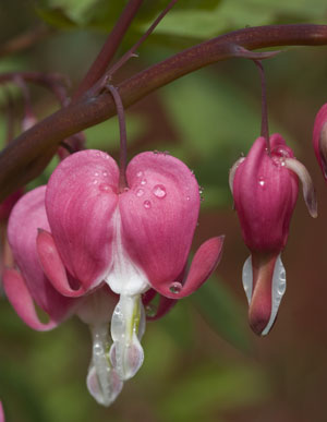 Growing: Bleeding Heart