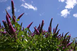 Growing: Butterfly Bush