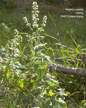 Growing: Catnip (Catmint)