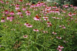 Growing: Coneflower (Echinacea)