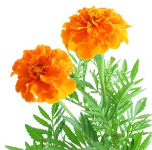 Growing: Pot Marigold