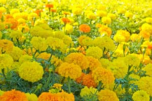 Marigolds