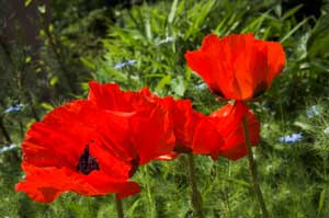 Growing: Oriental Poppy