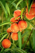 Growing: Peaches