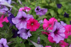 Growing: Petunias