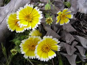 Growing: Tidy Tips