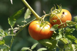 Growing Tomatoes