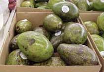 box of avocados