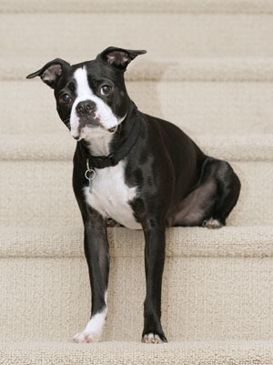 http://www.thriftyfun.com/images/petguides/Boston-Terrier300x401.jpg