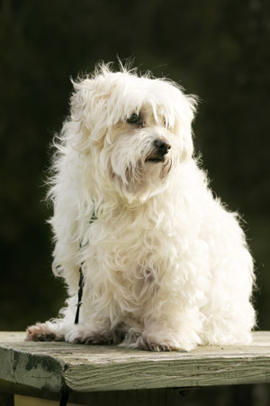 Curly Haired Dog Breeds. hair dog dental care