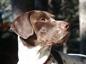 Breed Information: German Shorthair Pointer