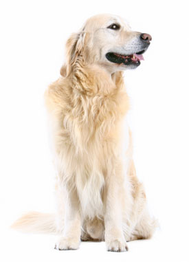 Breed Information: Golden Retriever