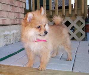 My Pomeranian Smells Bad