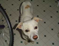 What Type of Dog Is This? (Pit Bull Mix)