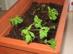 Curling Leaves on a Anemone Coronaria Bulbs