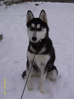 What breed of Husky is my dog?