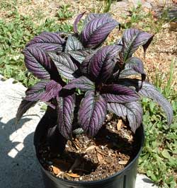What Is This Plant? (Persian Shield)