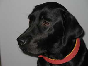 Why Is My Dog Limping?