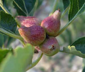 Is there something wrong with this apple tree?