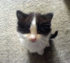 My Cat is Clawing at Her Mouth