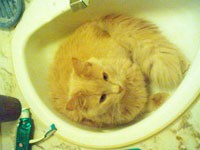 cute orange cat