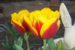 California Bulbs Advice