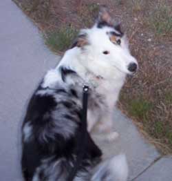 Raising a Deaf Dog