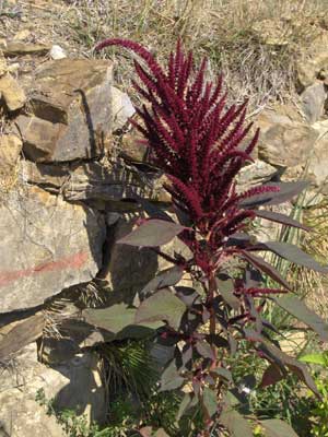 What is This Plant? (Amaranth)
