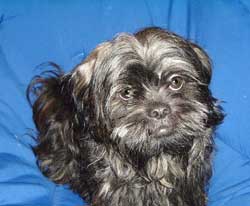 Dark Colored Shih Tzu