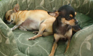 Chihuahuas